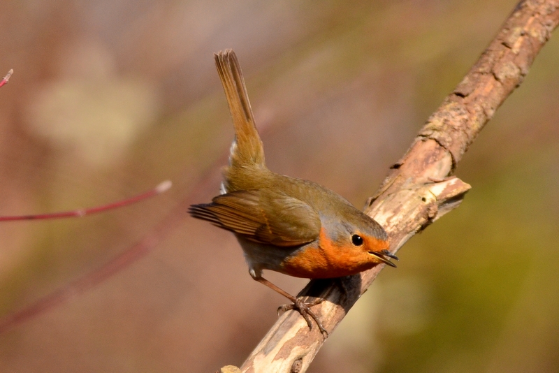 A proposito di Pettirosso